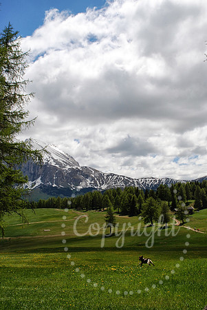 DSC_0337-1