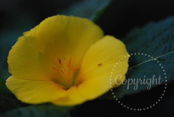 DSC_0246